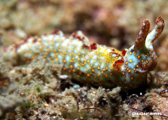 planarians of Nosy Be Madagascar